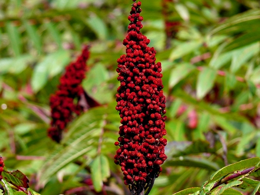 {Rhus glabra}